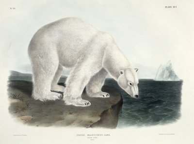 Ursus Maritimus (Polar Bear), plate 91 from 
